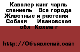 Кавалер кинг чарль спаниель - Все города Животные и растения » Собаки   . Ивановская обл.,Кохма г.